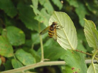  Volucella inanis (Linnaeus, 1758)