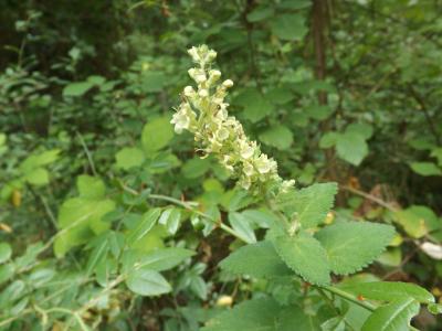 Germandrée, Sauge des bois, Germandrée Scorodoine Teucrium scorodonia L., 1753