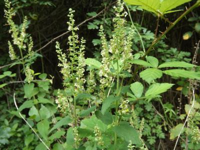 Germandrée, Sauge des bois, Germandrée Scorodoine Teucrium scorodonia L., 1753