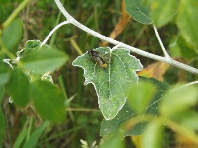  Xylota sylvarum (Linnaeus, 1758)