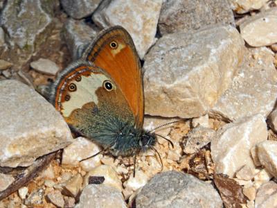 Céphale (Le), Arcanie (L') Coenonympha arcania (Linnaeus, 1760)