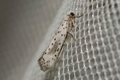  Yponomeuta irrorella (Hübner, 1796)