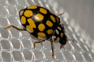  Sospita vigintiguttata (Linnaeus, 1758)