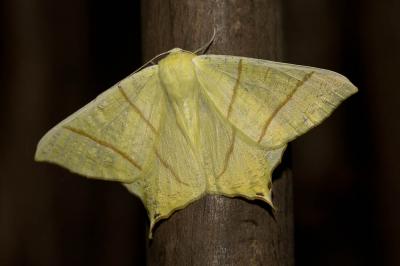 Phalène du Sureau (La) Ourapteryx sambucaria (Linnaeus, 1758)