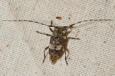  Leiopus linnei Wallin, Nylander & Kvamme, 2009