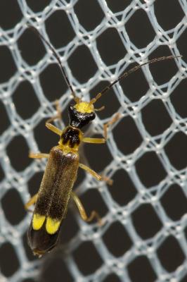 Necydale à points jaunes Malthinus flaveolus (Herbst, 1786)