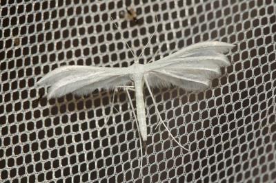  Pterophorus pentadactylus (Linnaeus, 1758)