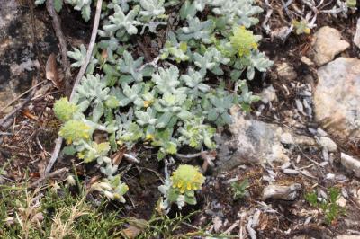 Germandrée dorée Teucrium aureum Schreb., 1773