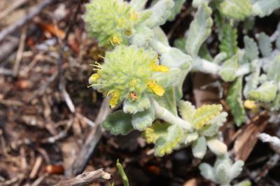 Germandrée dorée Teucrium aureum Schreb., 1773