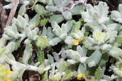 Germandrée dorée Teucrium aureum Schreb., 1773