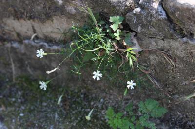 Silène saxifrage Silene saxifraga L., 1753