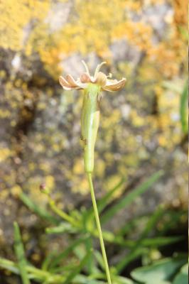 Silène saxifrage Silene saxifraga L., 1753