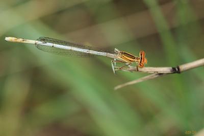 Agrion orangé Platycnemis acutipennis Selys, 1841