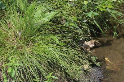 Laîche espacée Carex remota L., 1755