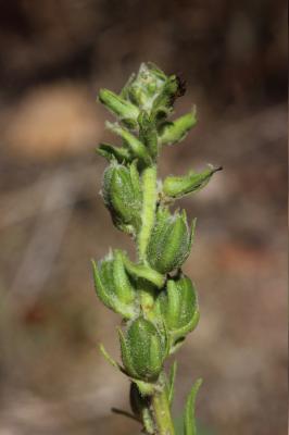 Molène de Boerhaave, Molène de mai Verbascum boerhavii L., 1767