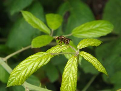  Conopidae 