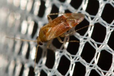  Psallus 