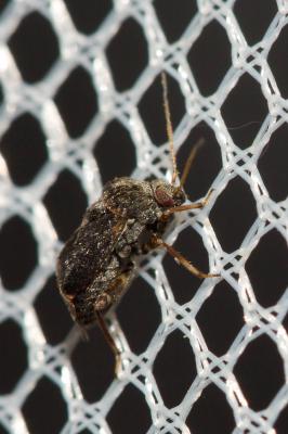  Charagochilus gyllenhalii (Fallén, 1807)
