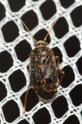  Charagochilus gyllenhalii (Fallén, 1807)