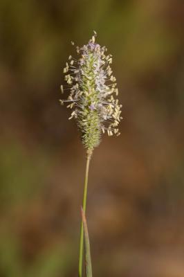Fléole des prés Phleum pratense L., 1753