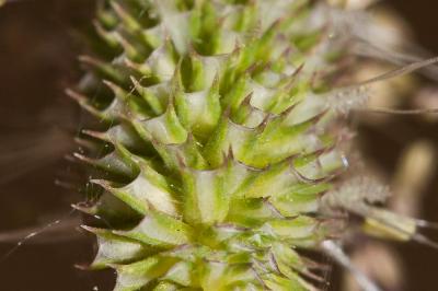 Fléole des prés Phleum pratense L., 1753