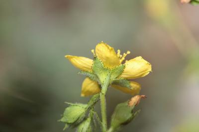 Millepertuis tomenteux Hypericum tomentosum L., 1753