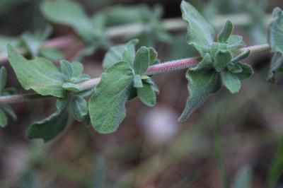 Millepertuis tomenteux Hypericum tomentosum L., 1753