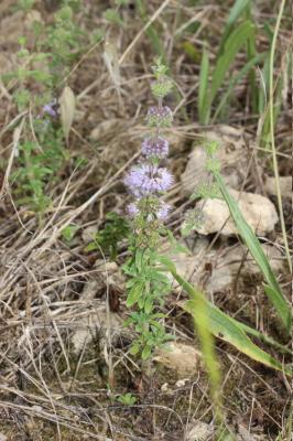 Menthe pouliot Mentha pulegium L., 1753
