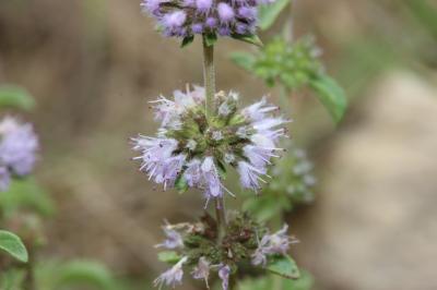 Menthe pouliot Mentha pulegium L., 1753