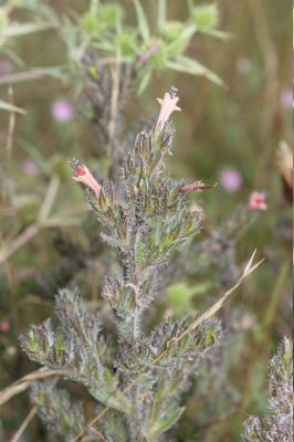 Vipérine des Pyrénées Echium asperrimum Lam., 1792