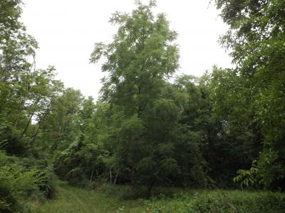 Noyer noir Juglans nigra L., 1753
