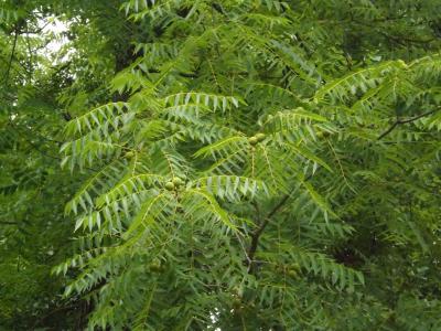 Noyer noir Juglans nigra L., 1753