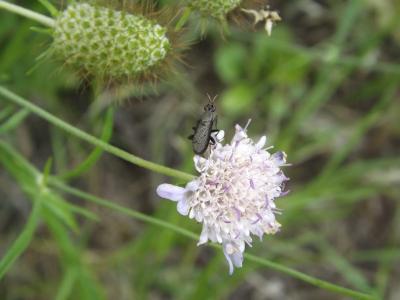  Coremacera 