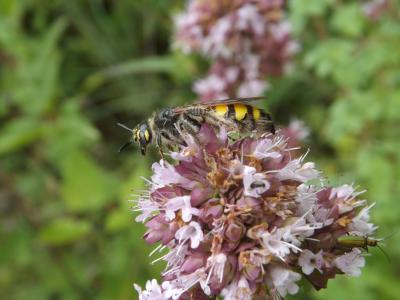  Colpa sexmaculata (Fabricius, 1781)