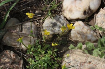 Renoncule sarde, Sardonie Ranunculus sardous Crantz, 1763