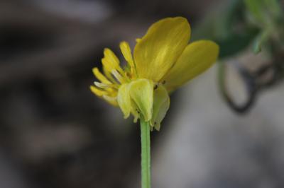 Renoncule sarde, Sardonie Ranunculus sardous Crantz, 1763
