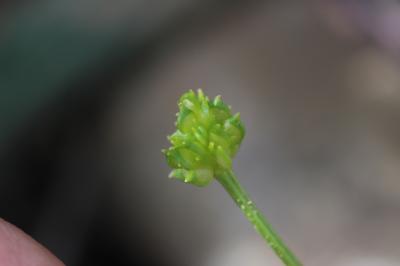 Renoncule sarde, Sardonie Ranunculus sardous Crantz, 1763