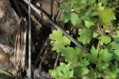 Renoncule sarde, Sardonie Ranunculus sardous Crantz, 1763