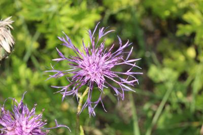 Centaurée scabieuse Centaurea scabiosa L., 1753