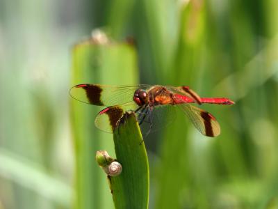 Sympétrum du Piémont (Le) Sympetrum pedemontanum (O.F. Müller in Allioni, 1766)