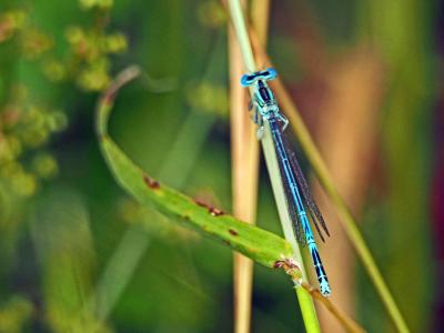 Agrion à larges pattes, Pennipatte bleuâtre Platycnemis pennipes (Pallas, 1771)