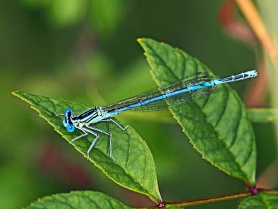 Agrion à larges pattes, Pennipatte bleuâtre Platycnemis pennipes (Pallas, 1771)