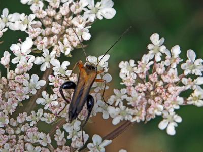 Oedemère ochracée Oedemera podagrariae (Linnaeus, 1767)