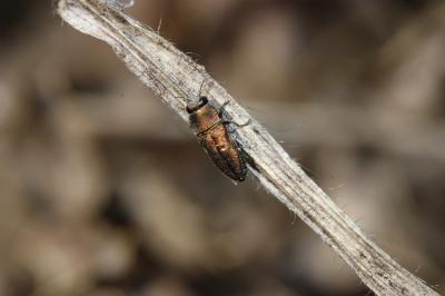  Anthaxia umbellatarum (Fabricius, 1787)