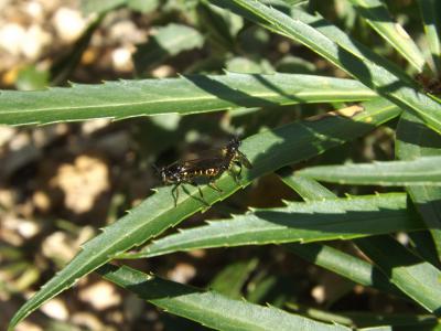  Asilidae Latreille, 1802