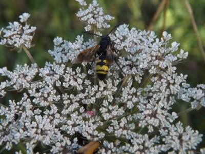  Scolia fuciformis Scopoli, 1786