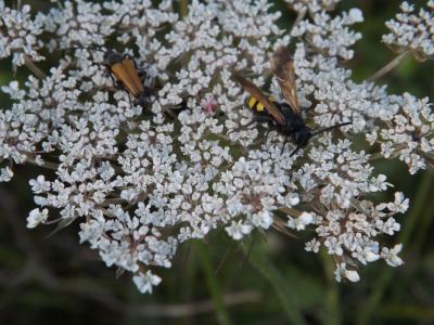  Scolia fuciformis Scopoli, 1786
