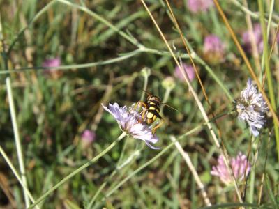  Milesia semiluctifera (Villers, 1798)