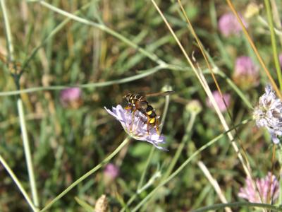  Milesia semiluctifera (Villers, 1798)