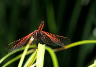 Trithémis annelé (Le) Trithemis annulata (Palisot de Beauvois, 1807)